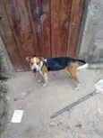 Steyce