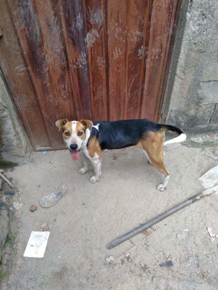 Cachorro raça Pitbull mestiço idade 3 anos nome Steyce