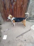 Steyce