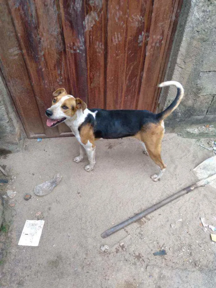Cachorro raça Pitbull mestiço idade 3 anos nome Steyce