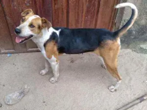 Cachorro raça Pitbull mestiço idade 3 anos nome Steyce