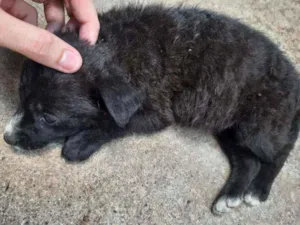 Cachorro raça Vira Lata idade 2 a 6 meses nome Filhotes