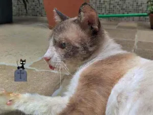 Gato raça srd idade 3 anos nome Dadinho