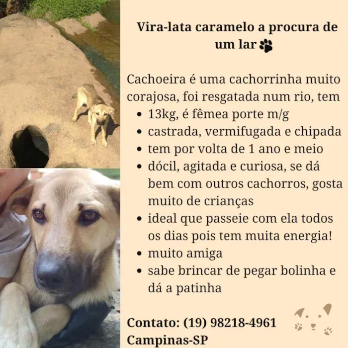 Cachorro ra a SRD idade 1 ano nome Cachoeira