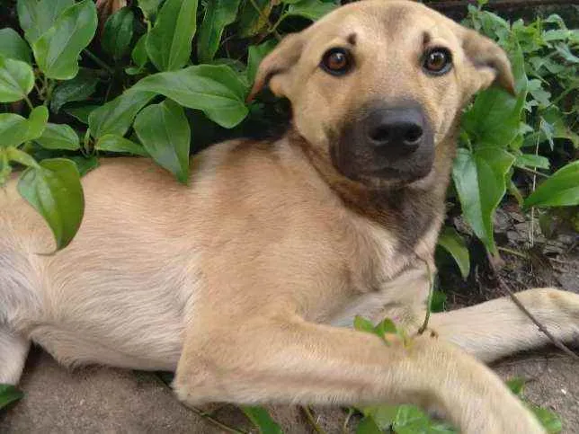 Cachorro ra a SRD idade 1 ano nome Cachoeira