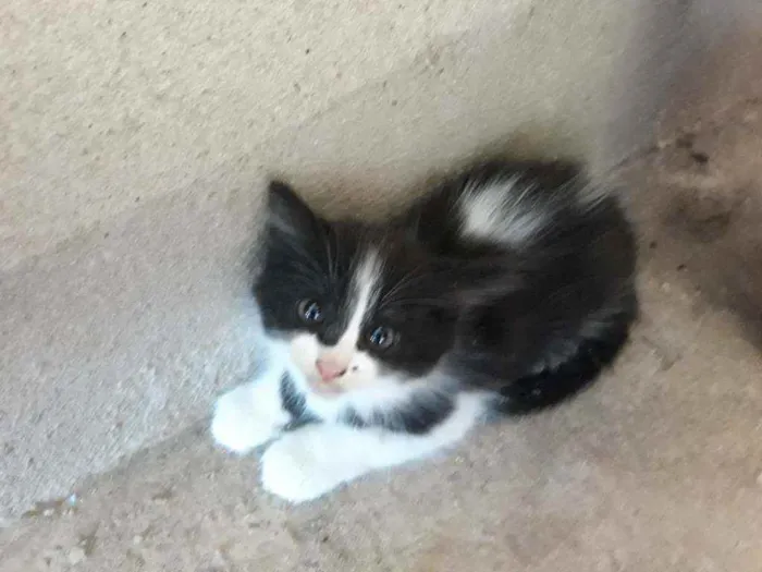 Gato raça  idade Abaixo de 2 meses nome Não tem