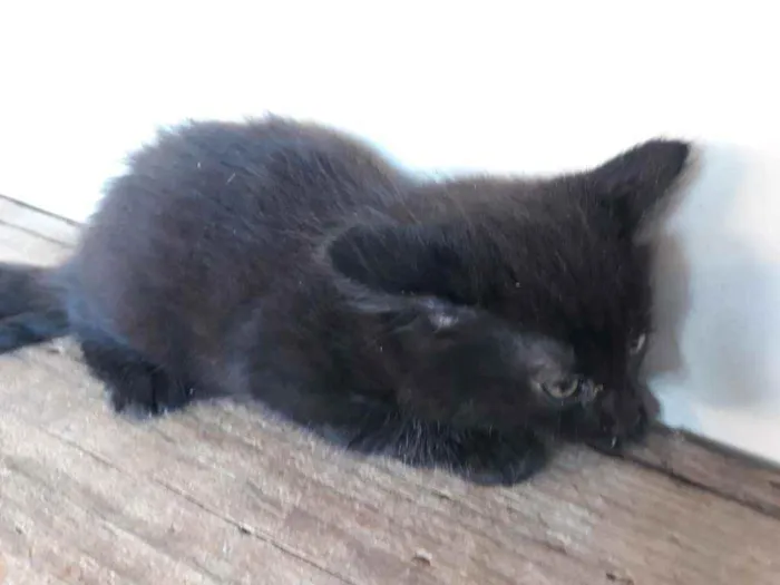 Gato raça  idade Abaixo de 2 meses nome Não tem