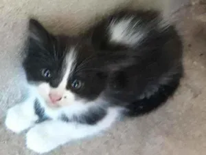 Gato raça  idade Abaixo de 2 meses nome Não tem
