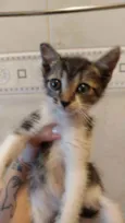 Maximus