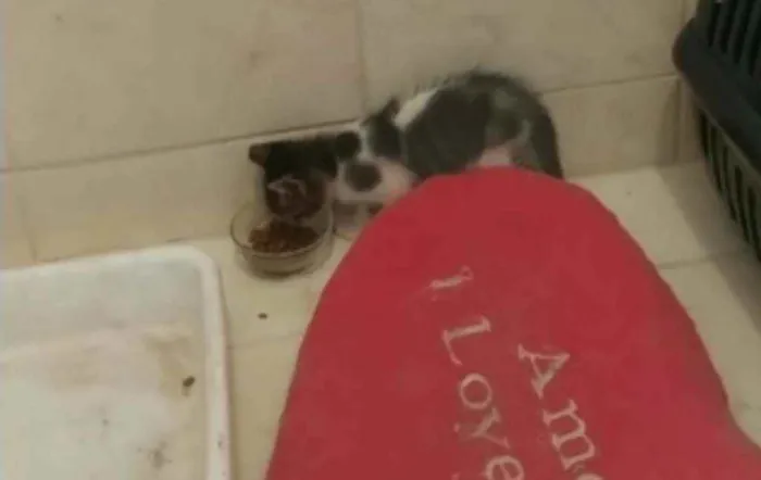 Gato ra a SRD idade 2 a 6 meses nome Maximus