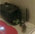 Maximus