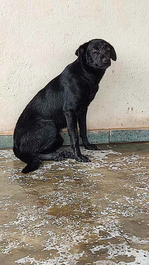 Cachorro ra a virá lata idade 2 a 6 meses nome pretinha