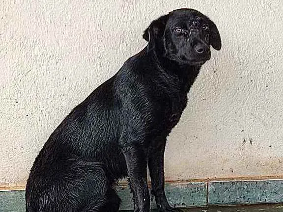 Cachorro ra a virá lata idade 2 a 6 meses nome pretinha