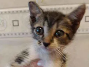 Gato raça SRD idade 2 a 6 meses nome Maximus