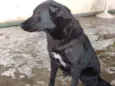 nina