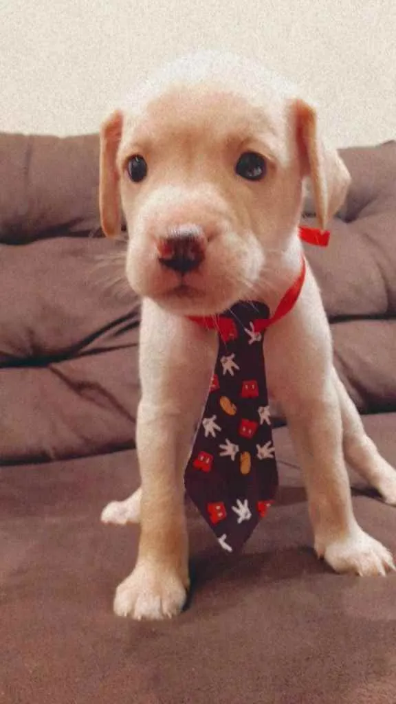Cachorro ra a Vira Lata idade Abaixo de 2 meses nome Peludinho