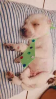Peludinho