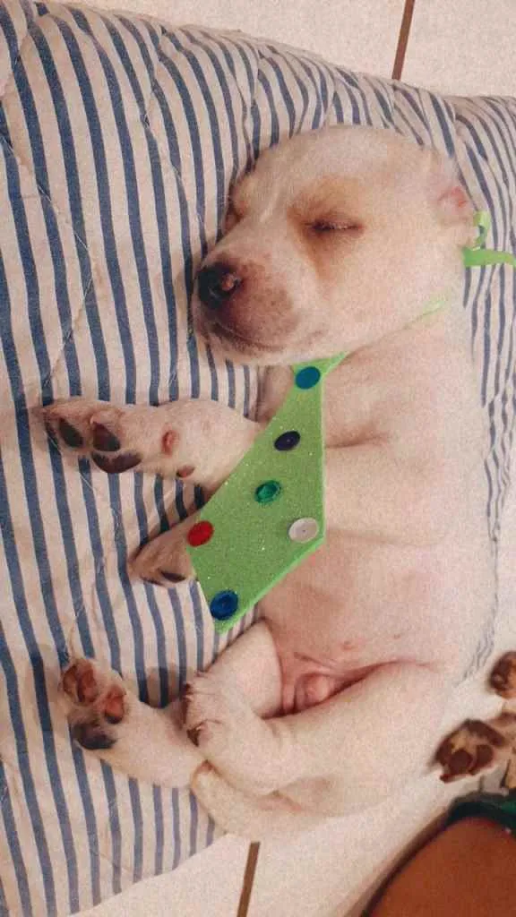 Cachorro ra a Vira Lata idade Abaixo de 2 meses nome Peludinho