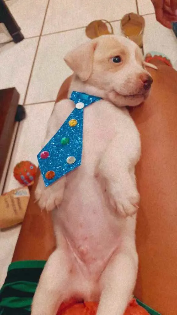 Cachorro ra a Vira Lata idade Abaixo de 2 meses nome Branquinho