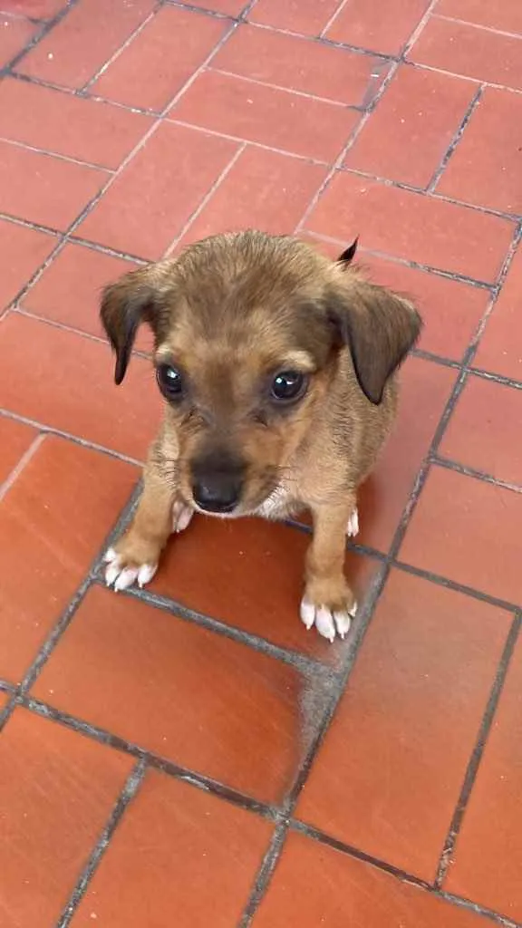 Cachorro ra a vira-lata idade Abaixo de 2 meses nome Maggie