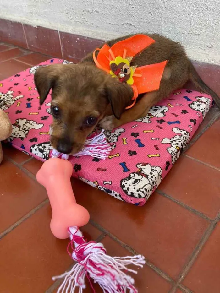 Cachorro ra a vira-lata idade Abaixo de 2 meses nome Maggie