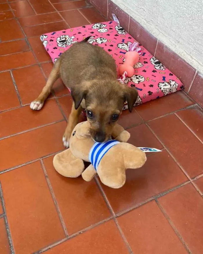 Cachorro ra a vira-lata idade Abaixo de 2 meses nome Maggie