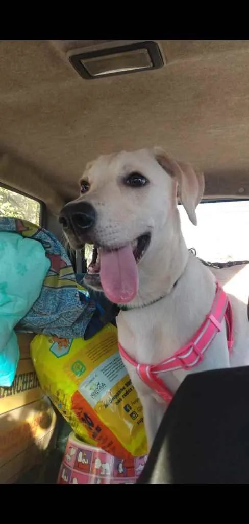 Cachorro raça Mestiça de Labrador idade 2 a 6 meses nome Adele