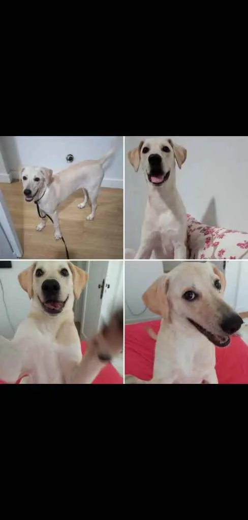 Cachorro raça Mestiça de Labrador idade 2 a 6 meses nome Adele
