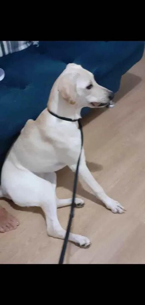 Cachorro raça Mestiça de Labrador idade 2 a 6 meses nome Adele