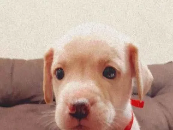Cachorro ra a Vira Lata idade Abaixo de 2 meses nome Peludinho
