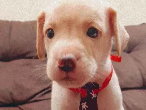 Cachorro ra a Vira Lata idade Abaixo de 2 meses nome Peludinho
