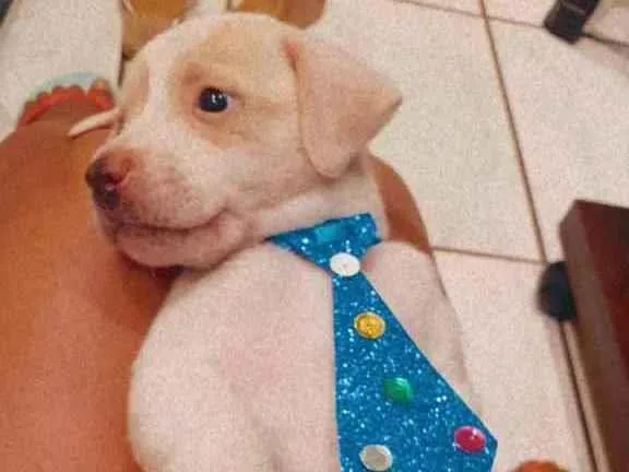 Cachorro ra a Vira Lata idade Abaixo de 2 meses nome Branquinho