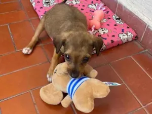Cachorro raça vira-lata idade Abaixo de 2 meses nome Maggie