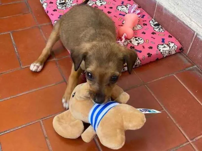 Cachorro ra a vira-lata idade Abaixo de 2 meses nome Maggie