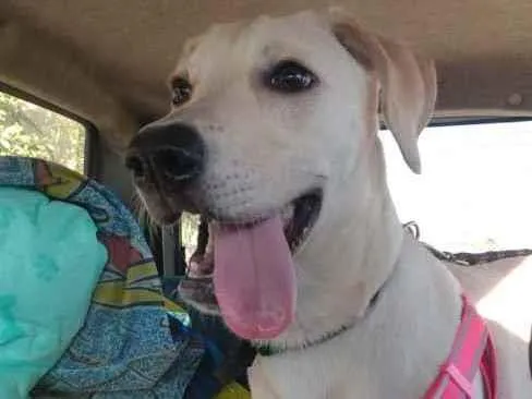 Cachorro raça Mestiça de Labrador idade 2 a 6 meses nome Adele