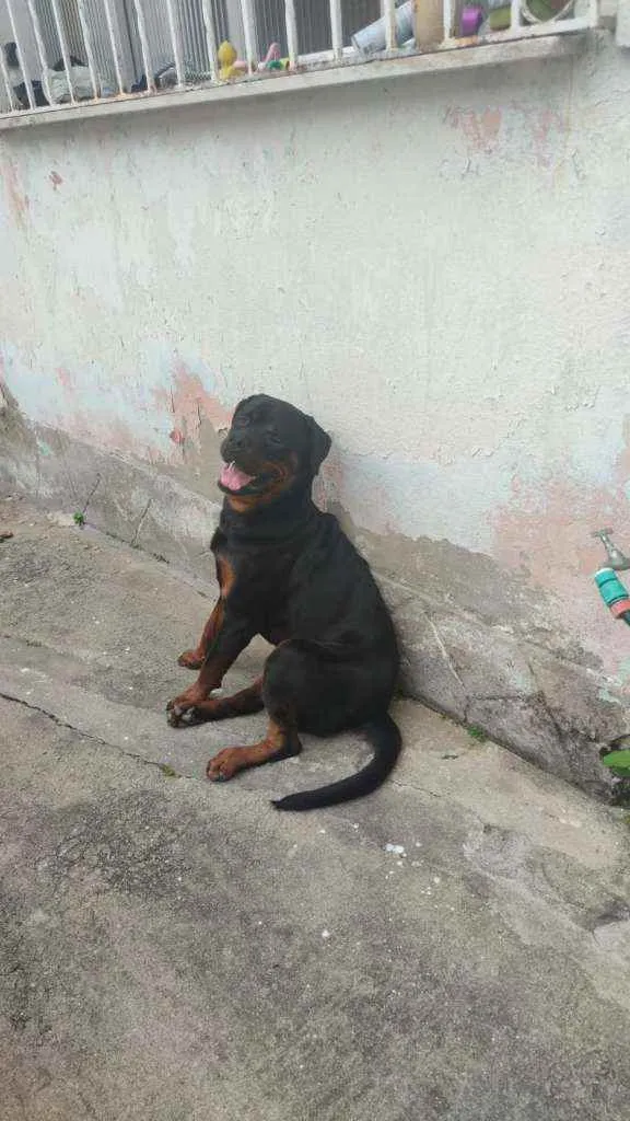 Cachorro ra a Rottweiler idade 1 ano nome Brutus