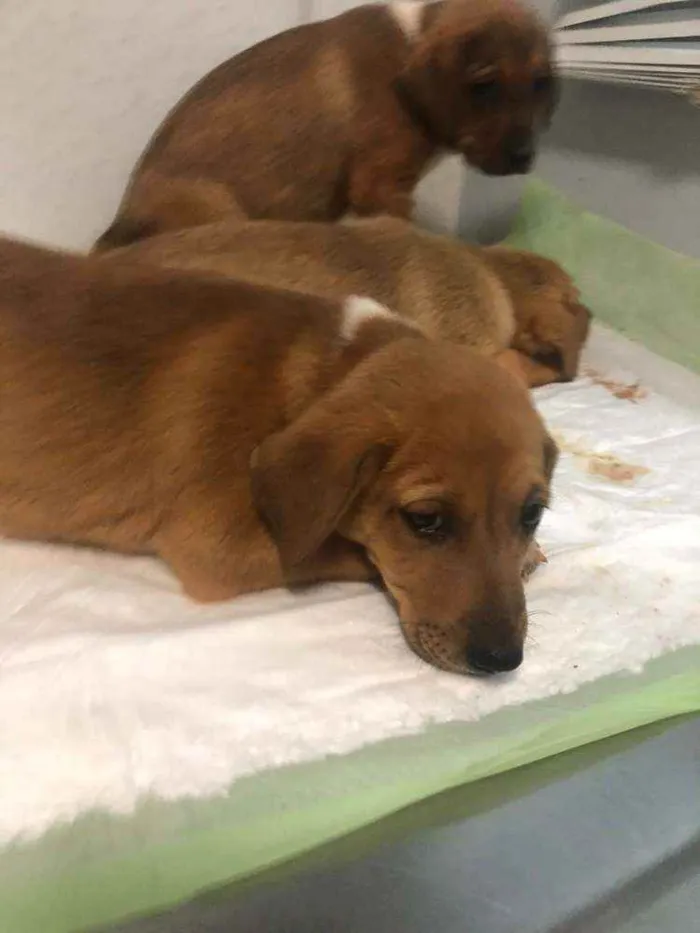Cachorro ra a SRD idade 2 a 6 meses nome FILHOTES