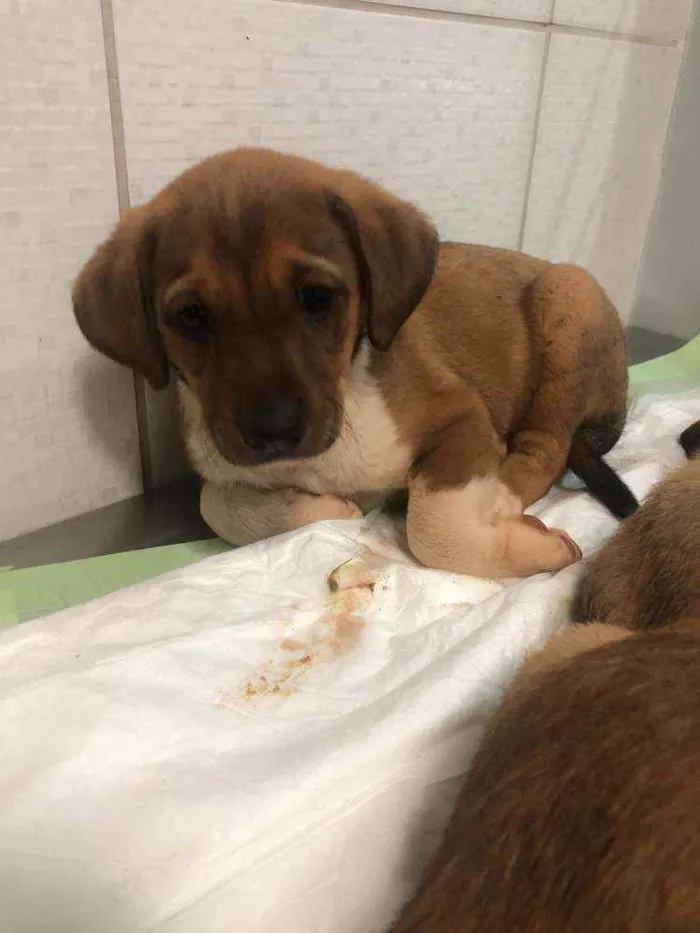 Cachorro ra a SRD idade 2 a 6 meses nome FILHOTES