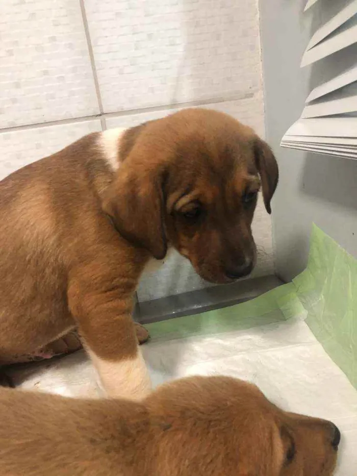 Cachorro ra a SRD idade 2 a 6 meses nome FILHOTES