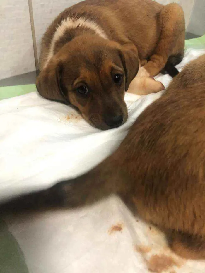 Cachorro ra a SRD idade 2 a 6 meses nome FILHOTES