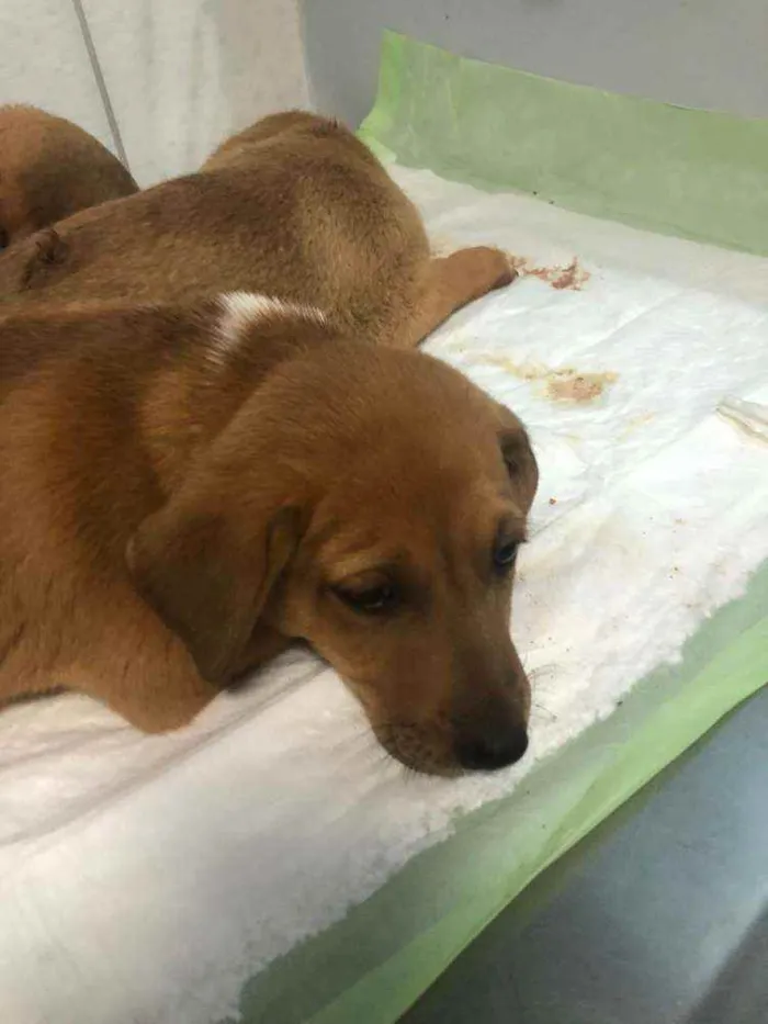Cachorro ra a SRD idade 2 a 6 meses nome FILHOTES