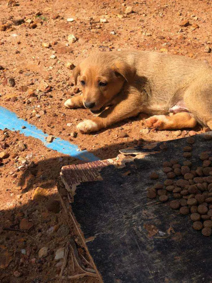 Cachorro ra a SRD idade 2 a 6 meses nome FILHOTES