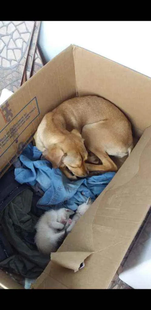 Cachorro ra a Vira lata idade 7 a 11 meses nome Maia