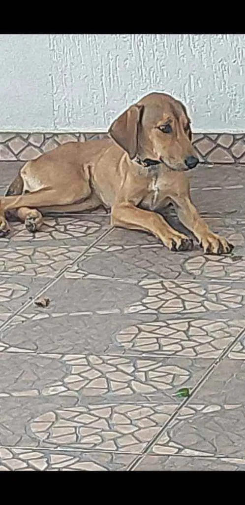 Cachorro ra a Vira lata idade 7 a 11 meses nome Maia