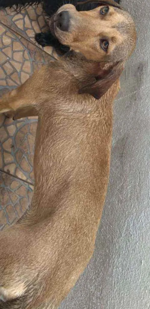 Cachorro ra a Vira lata idade 7 a 11 meses nome Maia