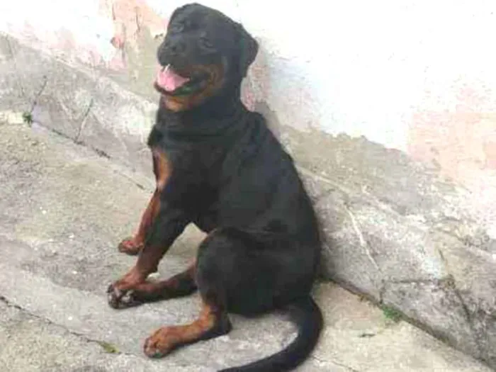 Cachorro ra a Rottweiler idade 1 ano nome Brutus