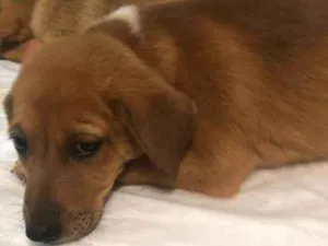 Cachorro raça SRD idade 2 a 6 meses nome FILHOTES