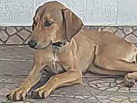 Cachorro ra a Vira lata idade 7 a 11 meses nome Maia