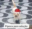 Pipoca