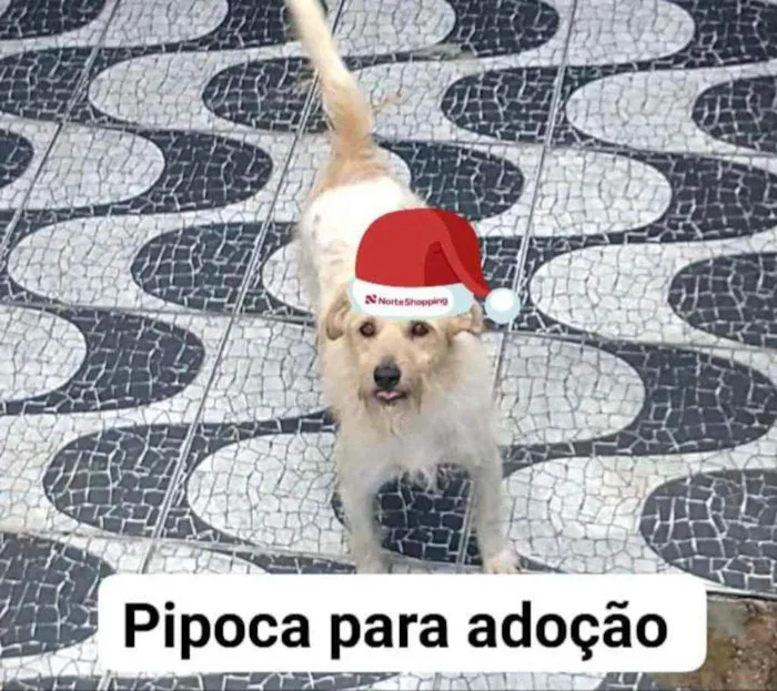 Cachorro ra a Srd  idade 4 anos nome Pipoca